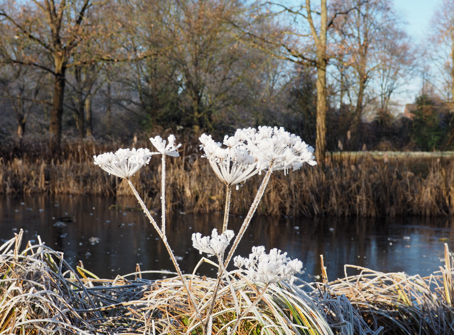 Eisblumen in vielfältigen Formen