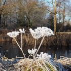 Eisblumen in vielfältigen Formen