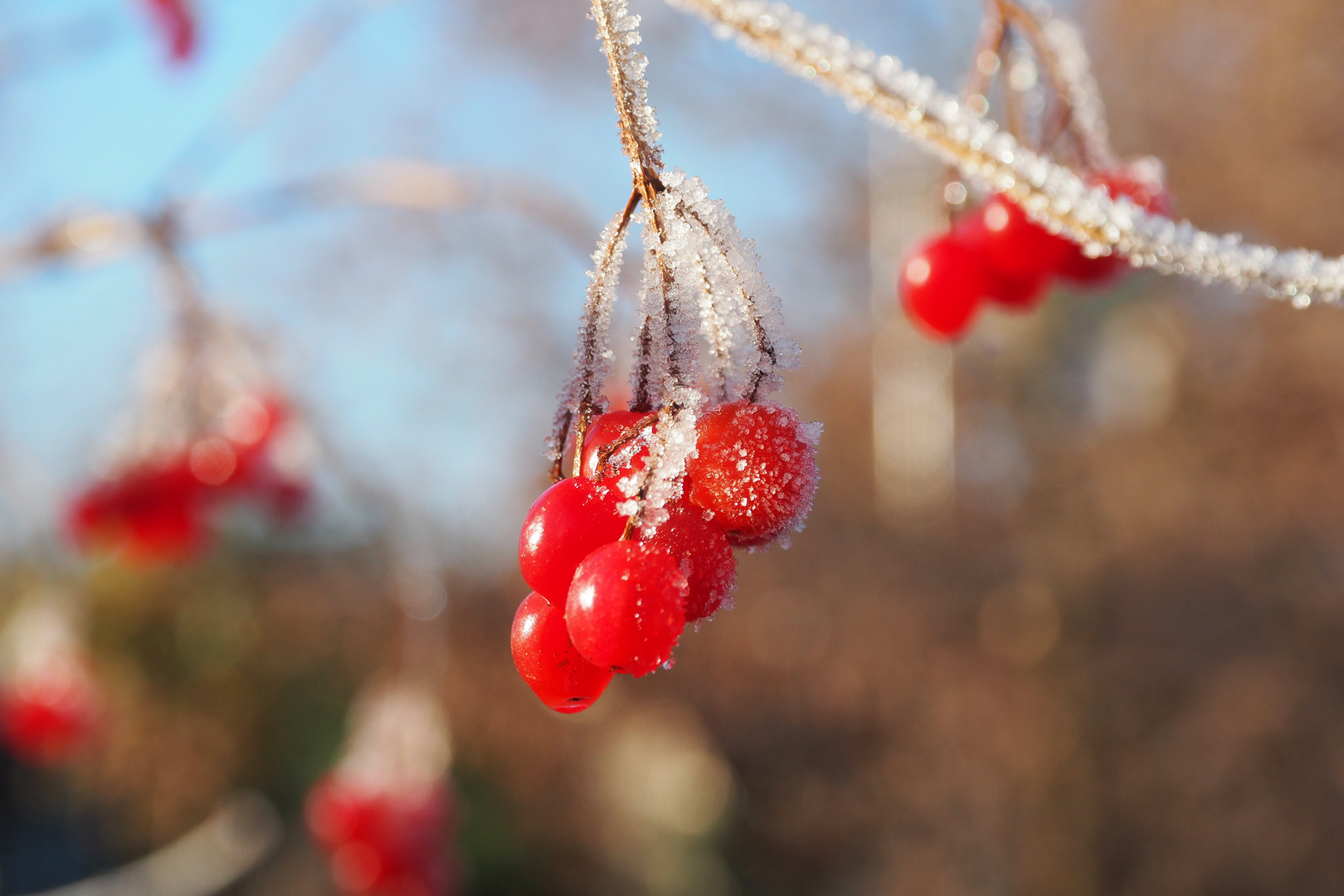 Eisblumen in vielfältigen Formen