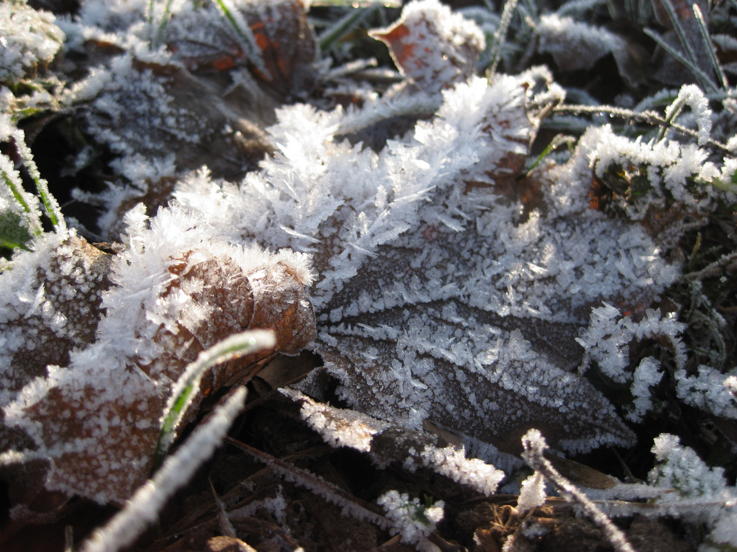 Eisblumen Laub