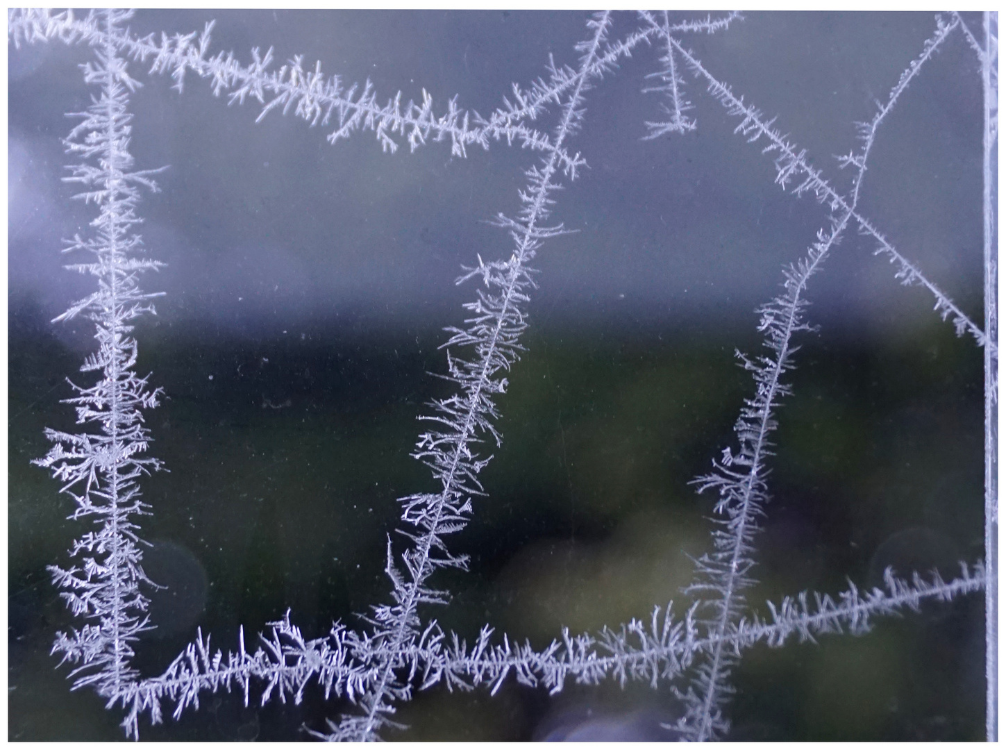 Eisblumen-Linien