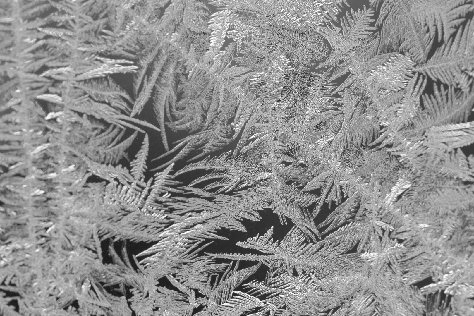 Eisblumen über Nacht am Fenster entstanden.........