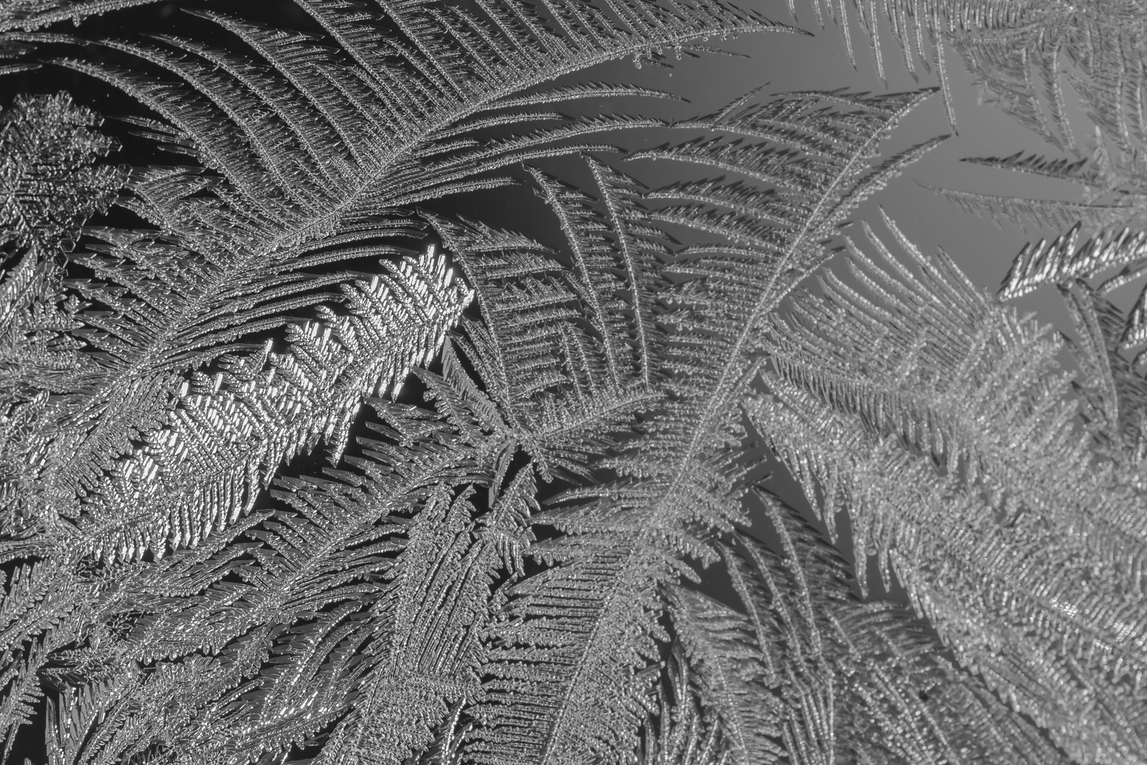 Eisblumen über Nacht am Fenster entstanden.........