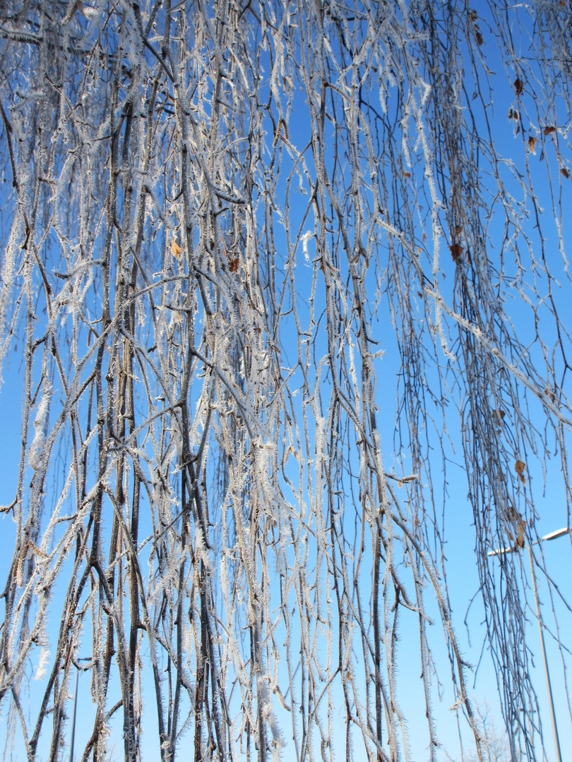 Eisblumen  vor blauem Himmel