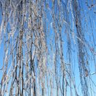 Eisblumen  vor blauem Himmel