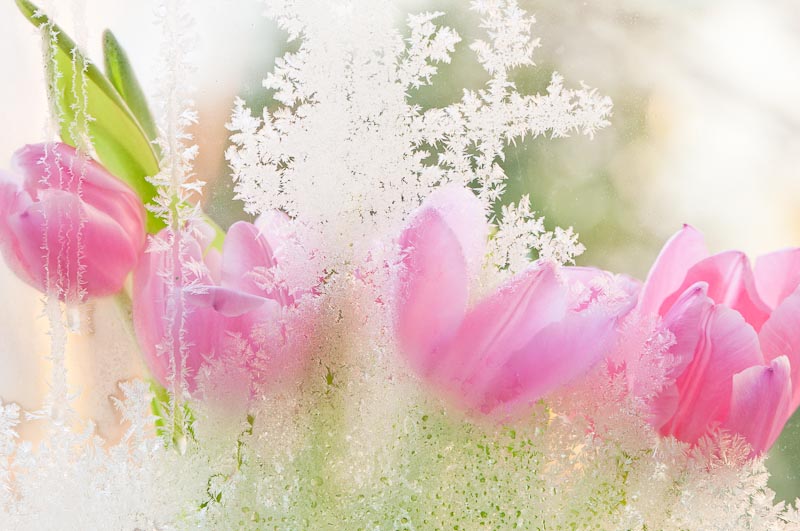 Eisblumen vs Frühlingstulpen