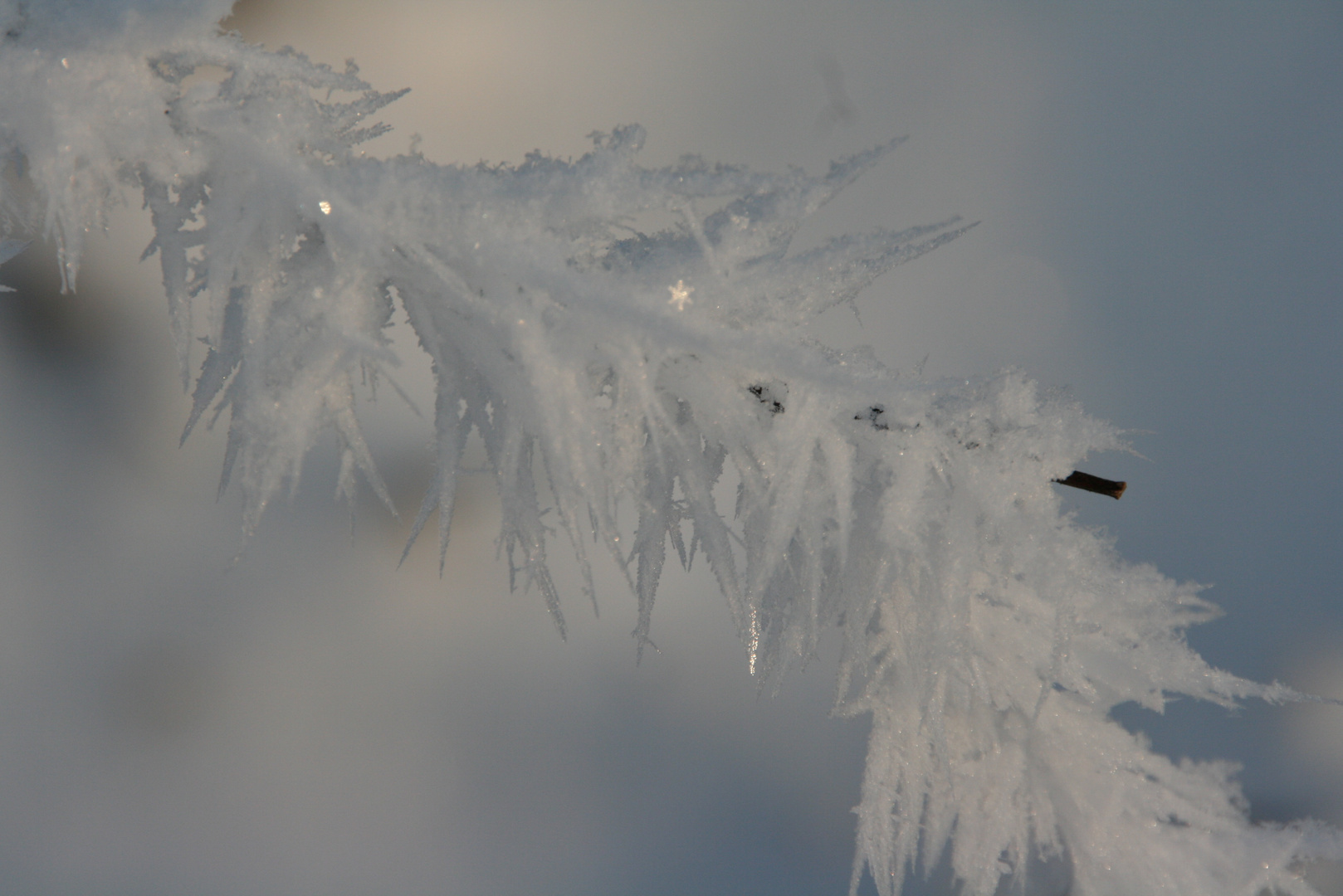 Eisblumengebilde