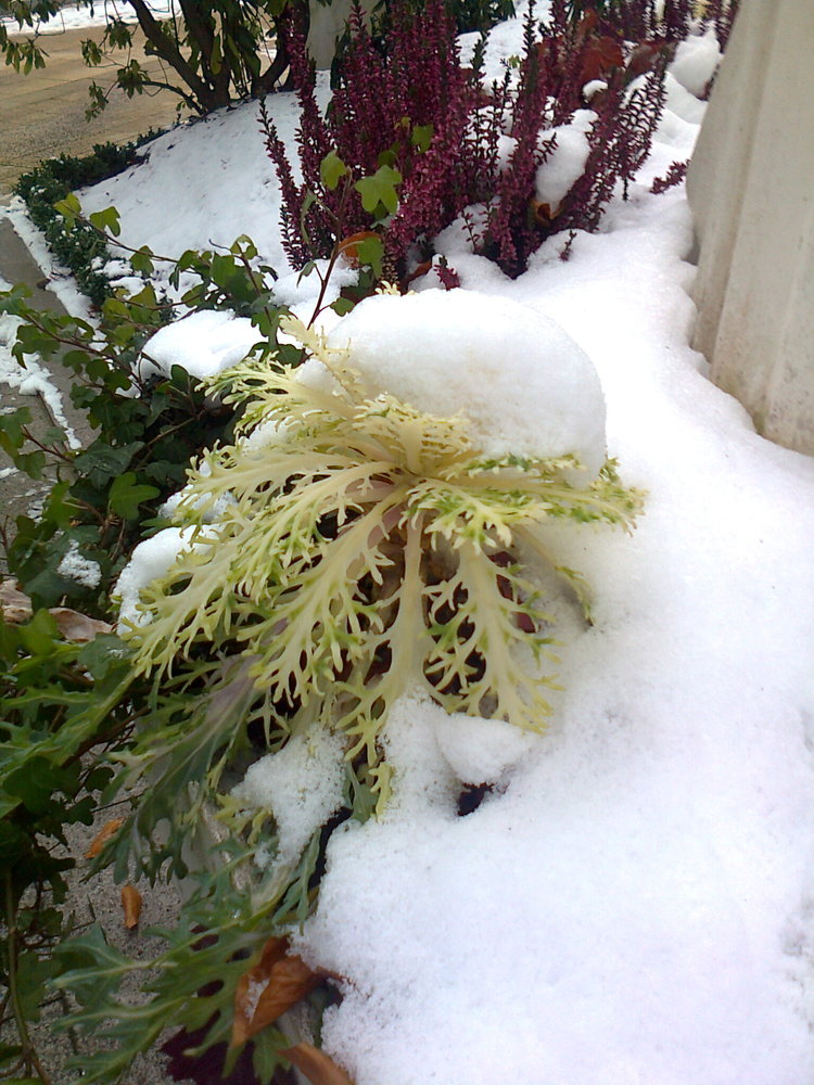 EISBLUMENKOHL................8.12.2012 ein Hotel.............. Fontenay an der Alster......in Hambur