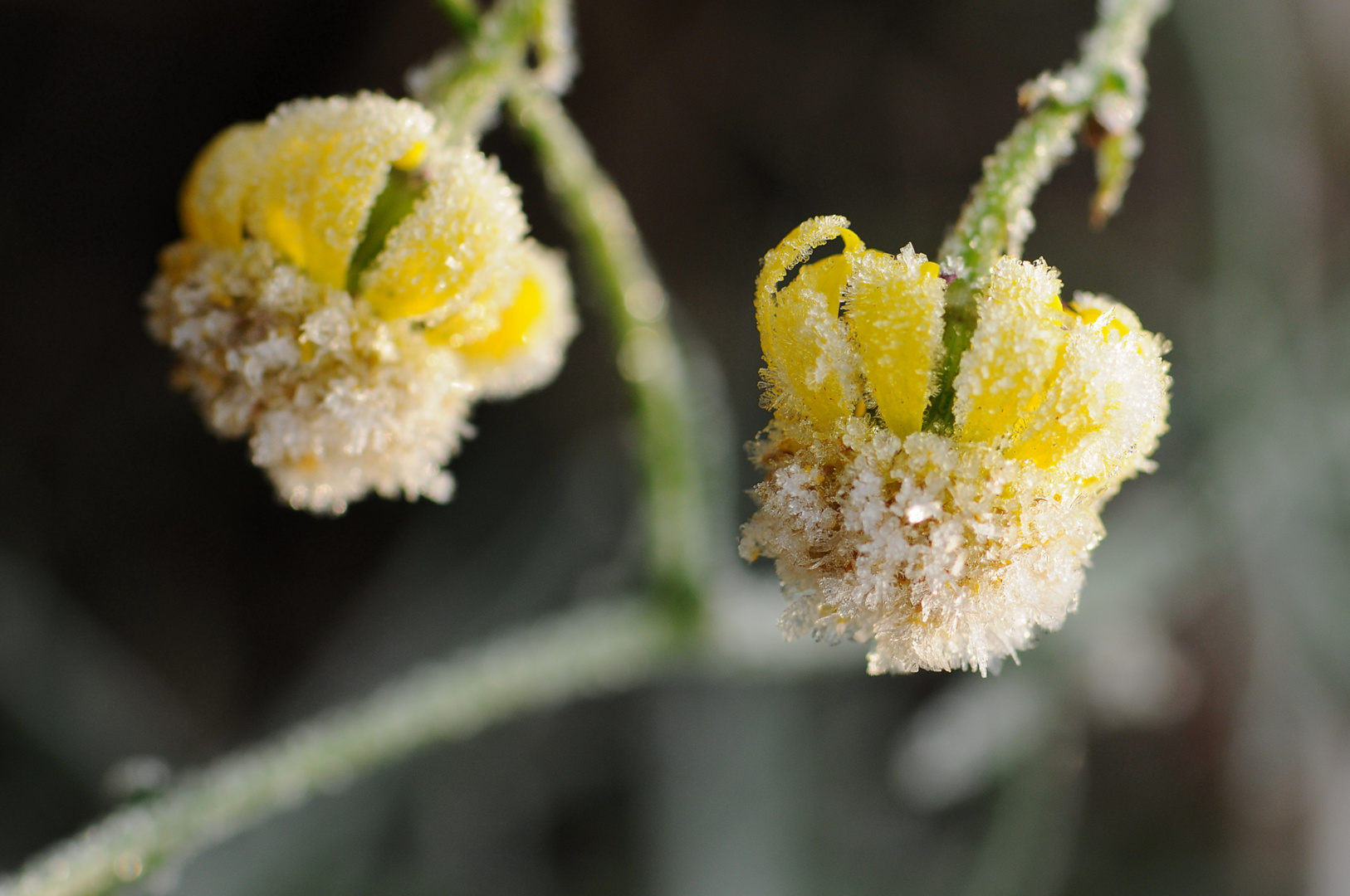 ...Eisblumenwetter...