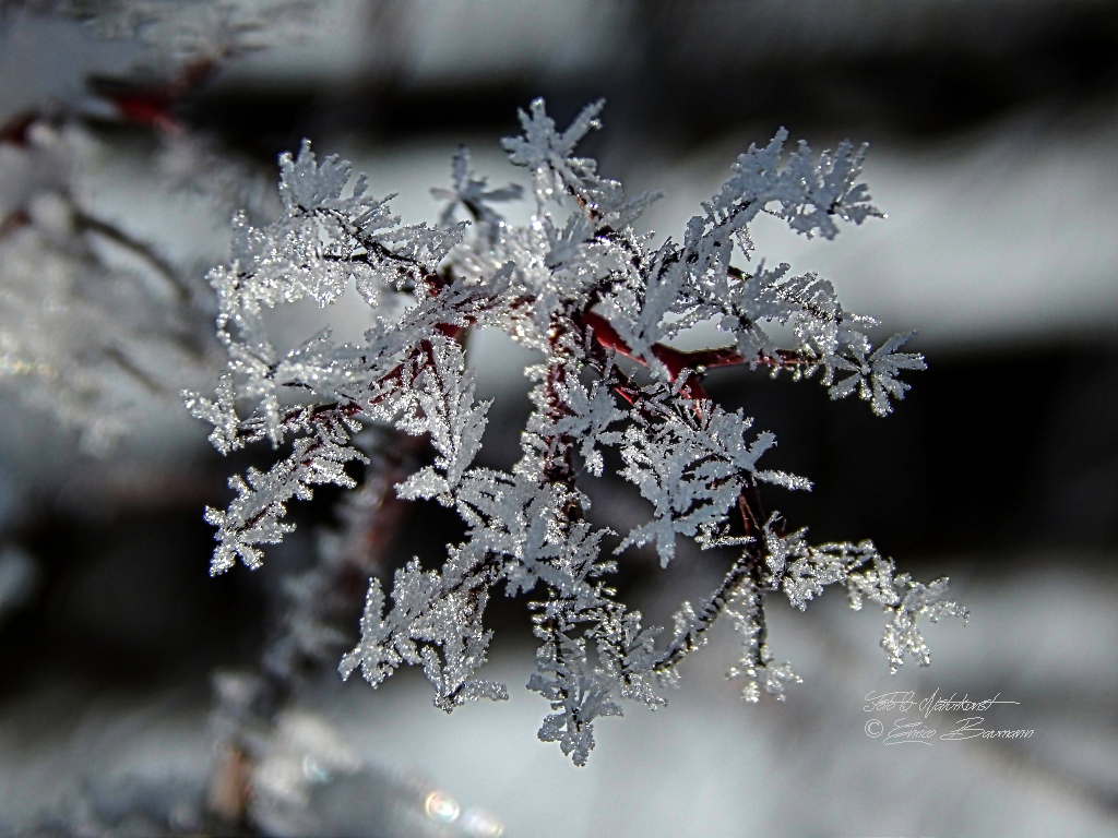 Eisblumenzeit