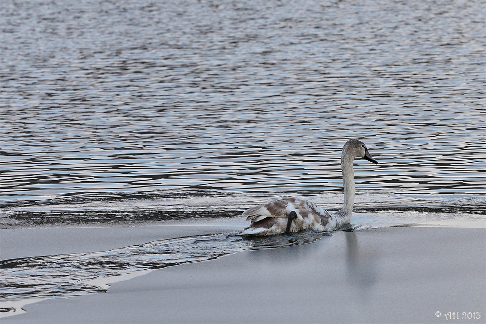 Eisbrecher ;-)