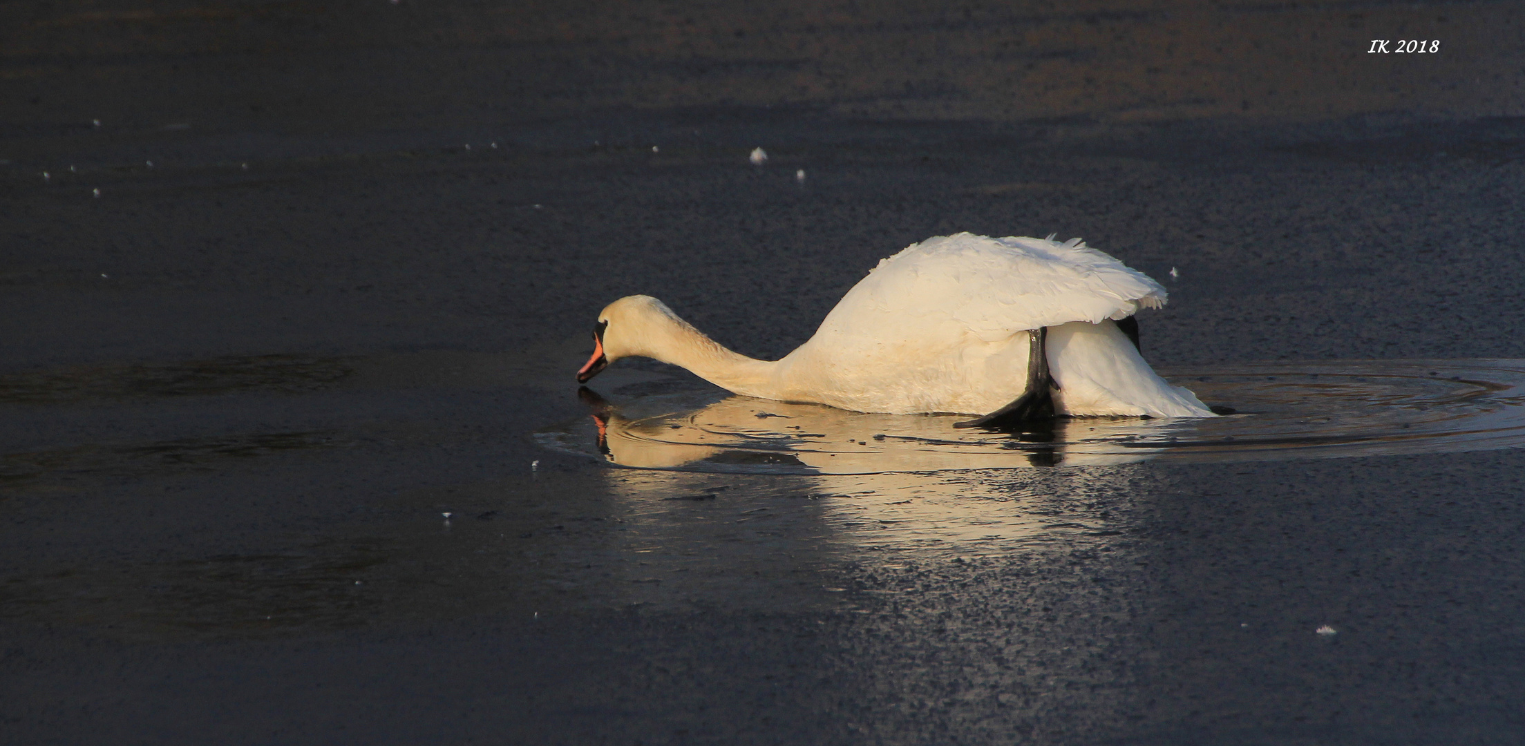 Eisbrecher mit Spiegelung