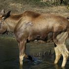 Eisbrecher oder Herzensbrecher