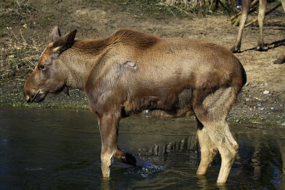 Eisbrecher oder Herzensbrecher