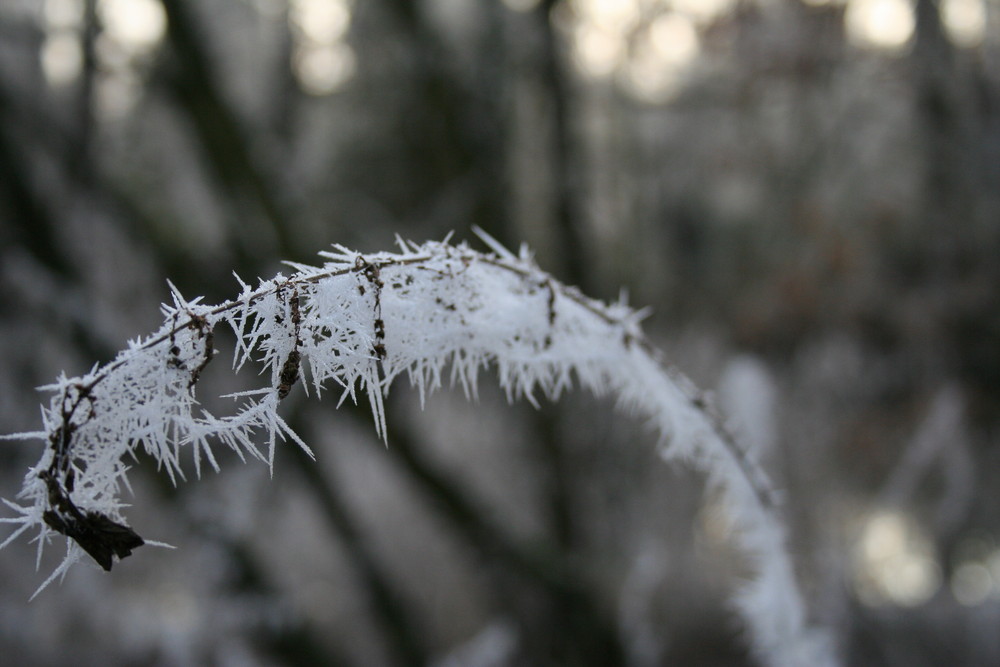 Eisdistel