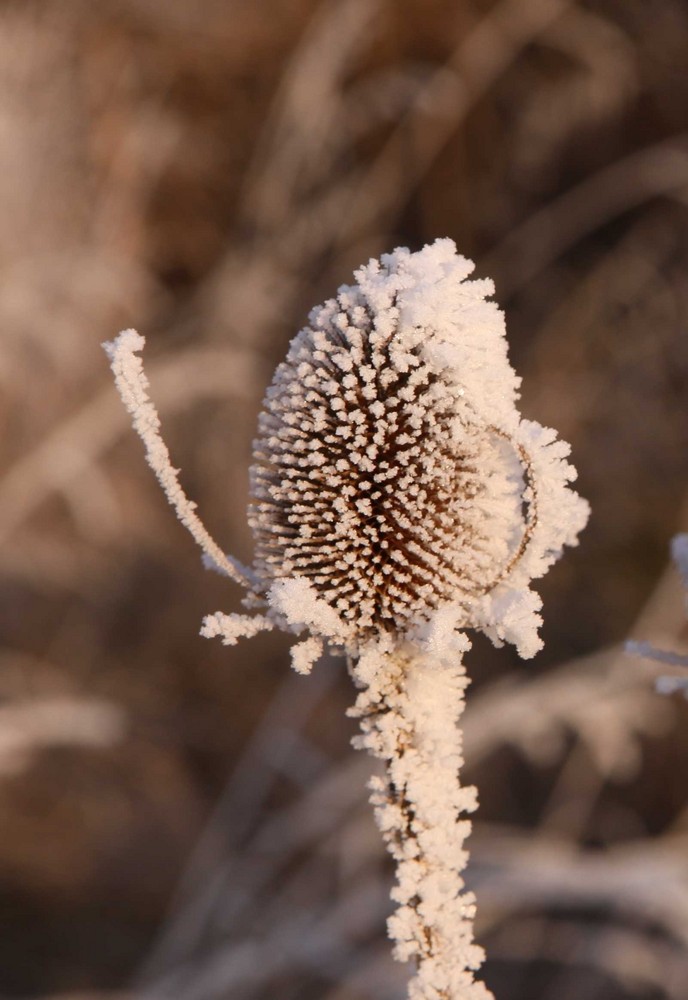 Eisdistel  (Weberkarde)