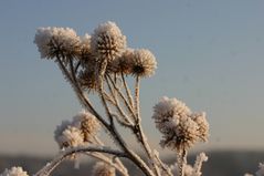 Eisdisteln im Wind