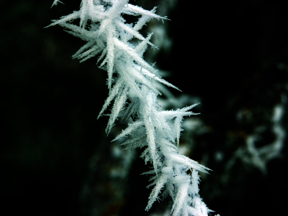 Eisdornenzaun