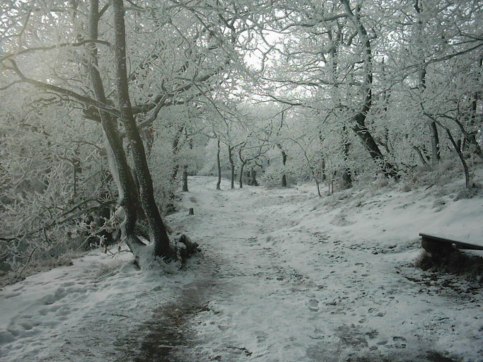 Eisenacher Wald - Spaziergang zur Wartburg