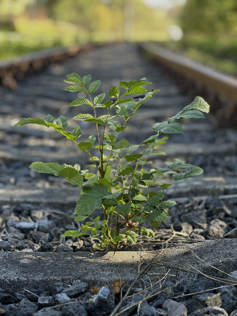 Eisenbahnbaum