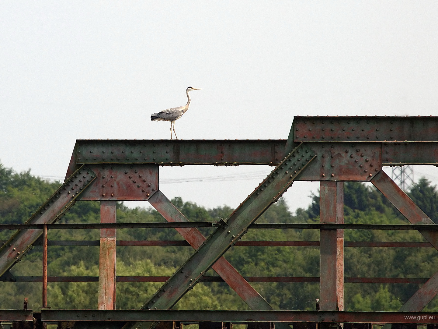 Eisenbahnbrückenreiher