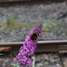 Eisenbahnfoto? Na klar