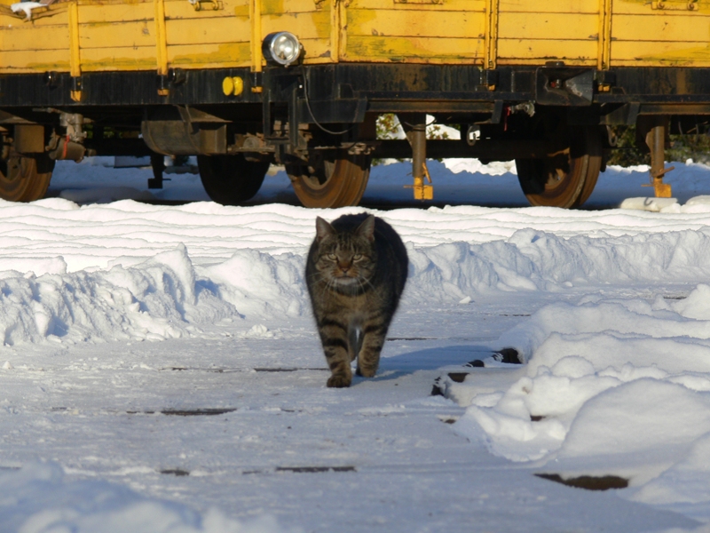 Eisenbahnkatze im Dienst