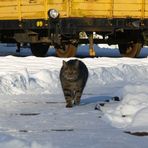 Eisenbahnkatze im Dienst