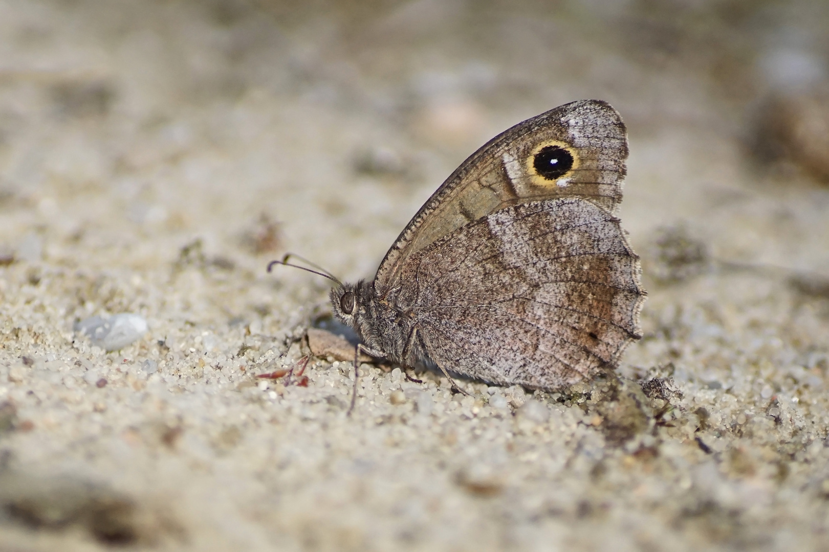 Eisenfarbener Samtfalter (Hipparchia statilinus)