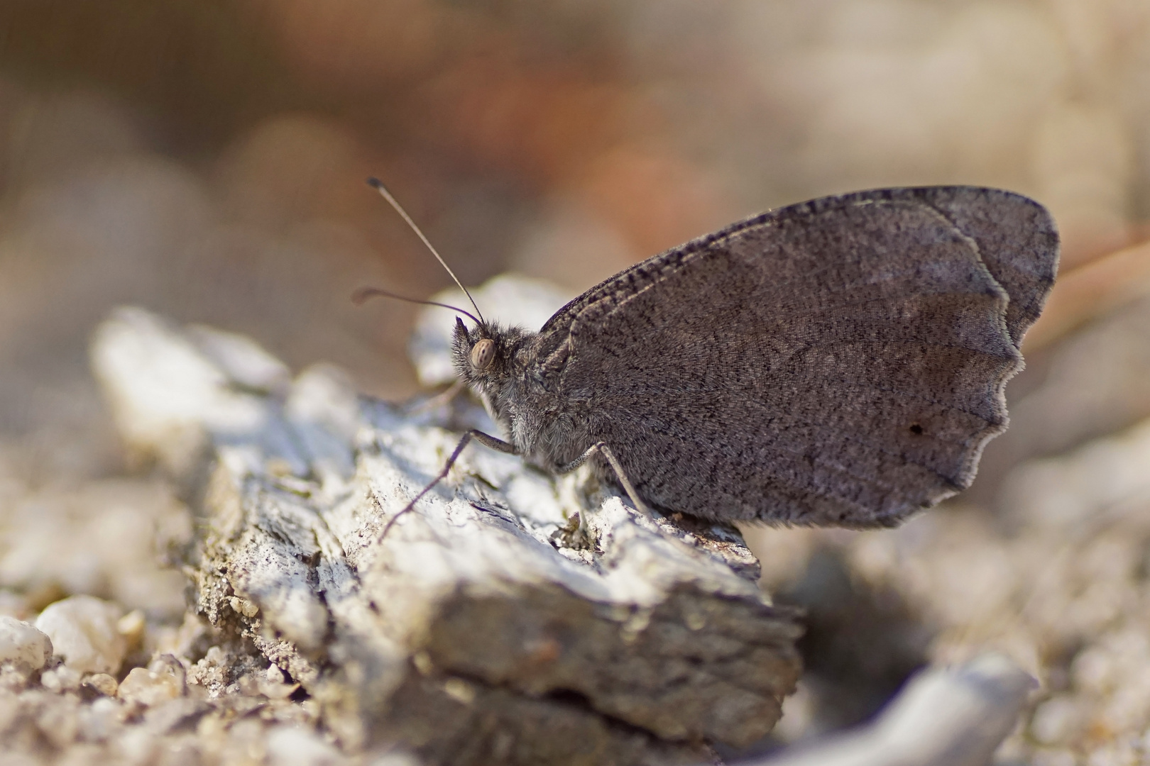 Eisenfarbener Samtfalter (Hipparchia statilinus)