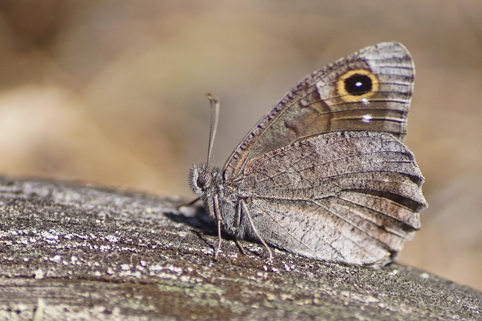 Eisenfarbener Samtfalter (Hipparchia statilinus)