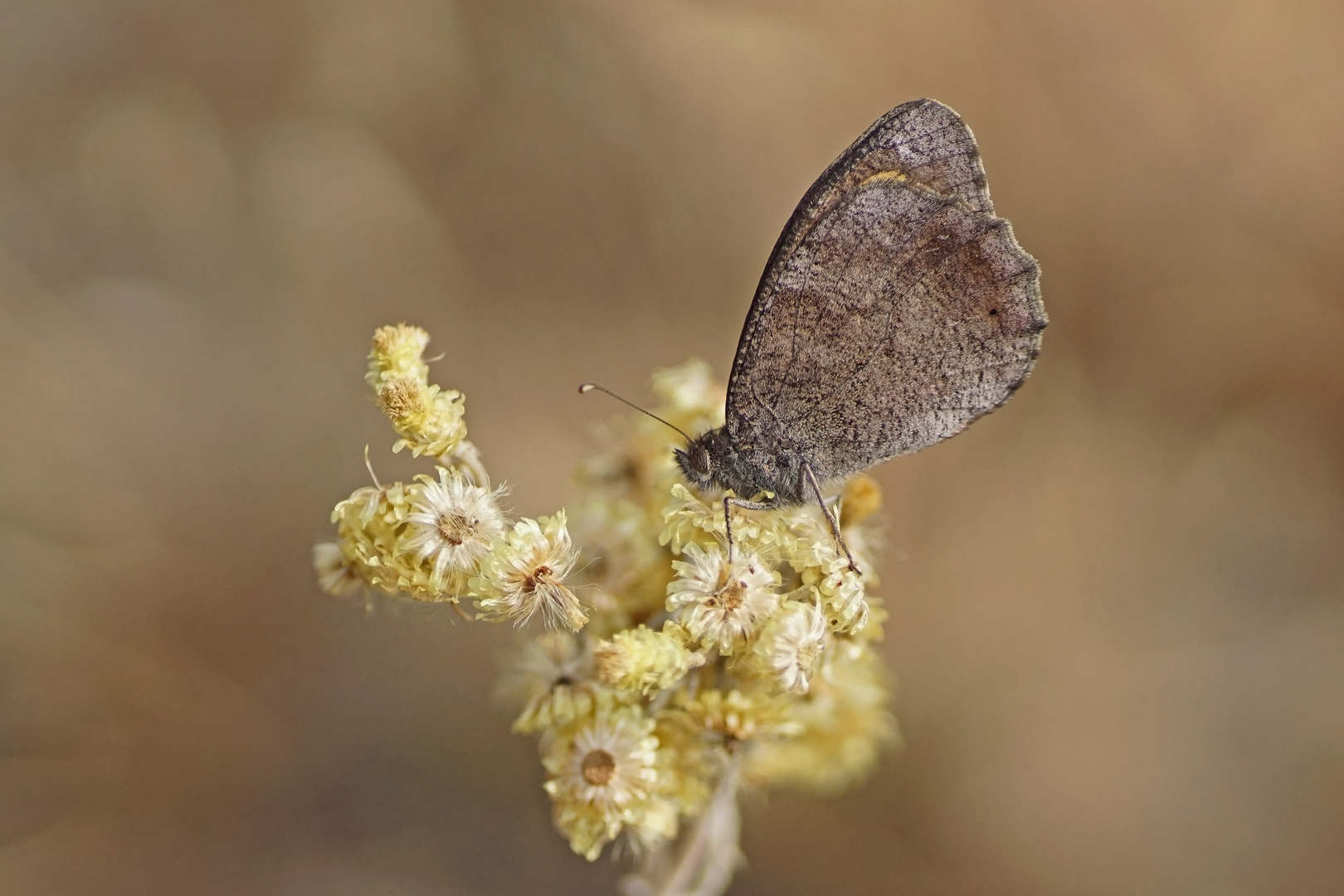 Eisenfarbener Samtfalter (Hipparchia statilinus)