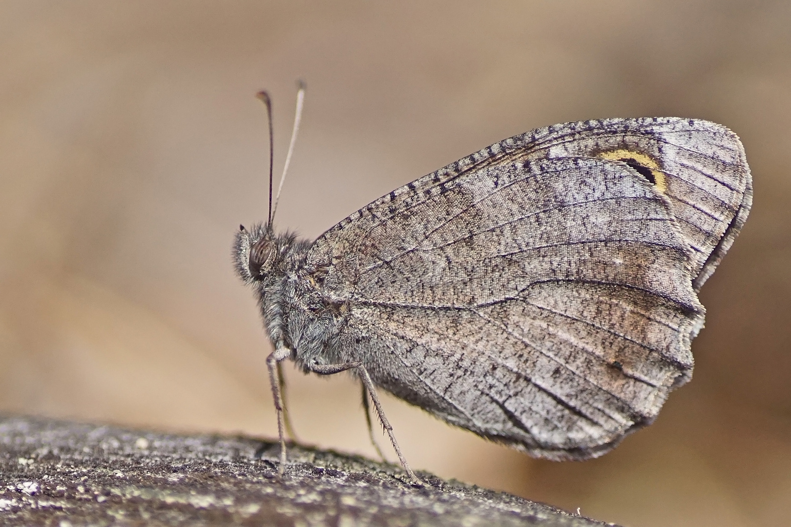 Eisenfarbener Samtfalter (Hipparchia statilinus)