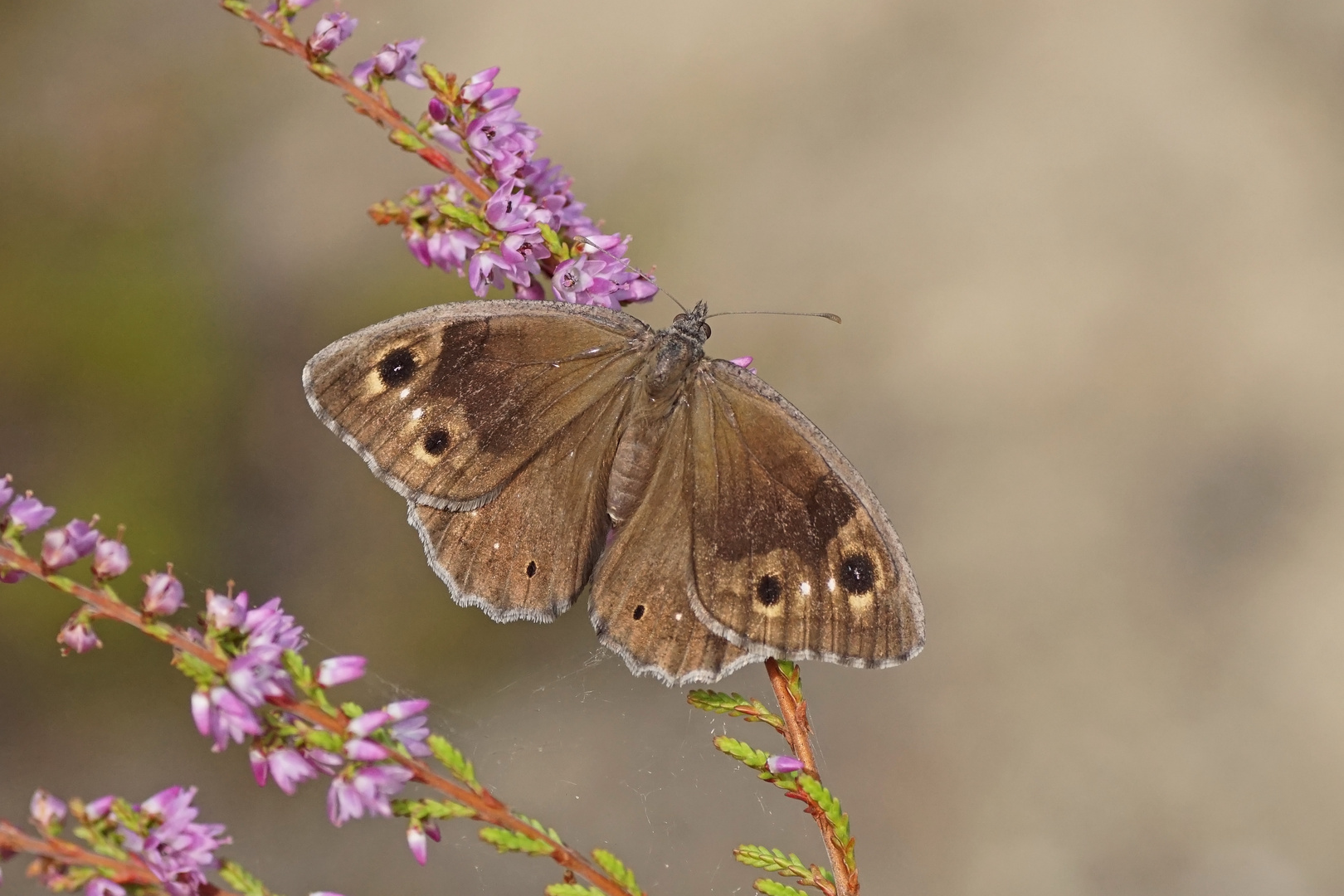 Eisenfarbener Samtfalter (Hipparchia statilinus), Weibchen