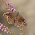 Eisenfarbener Samtfalter (Hipparchia statilinus), Weibchen