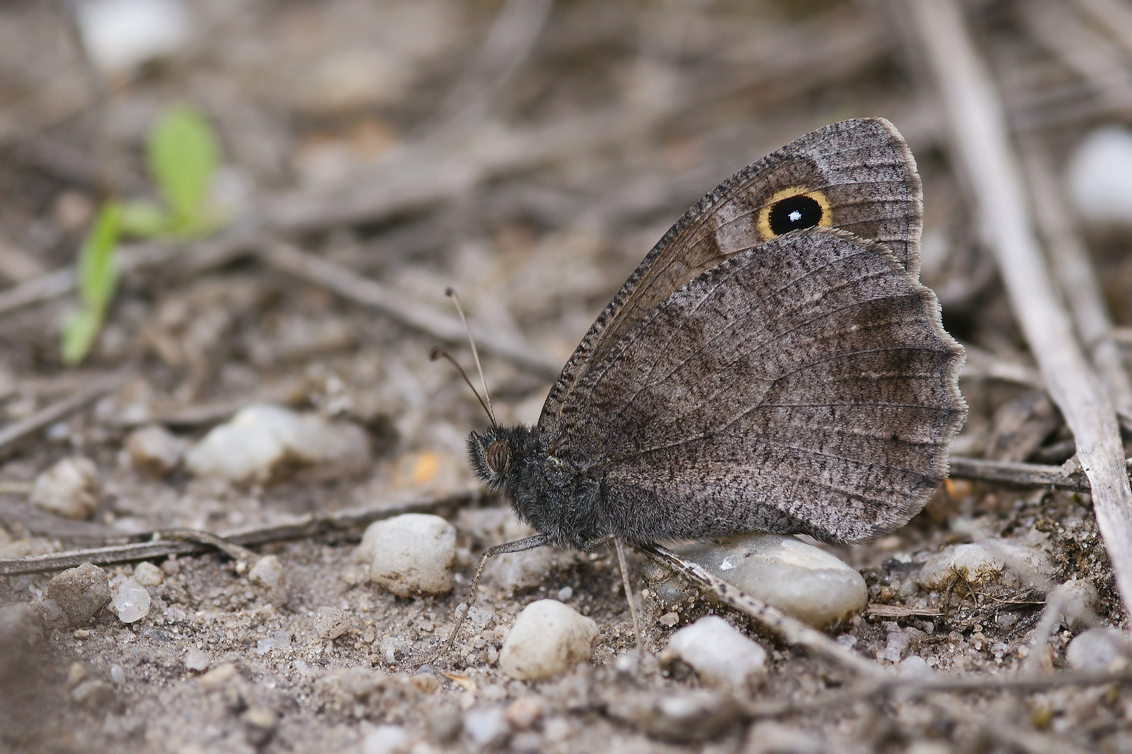 Eisenfarbiger Samtfalter (Hipparchia statilinus)