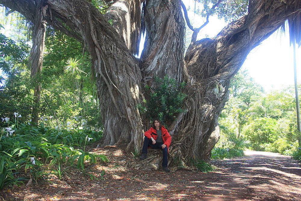 Eisenholzbaum (Azoren-Sao Miguel)