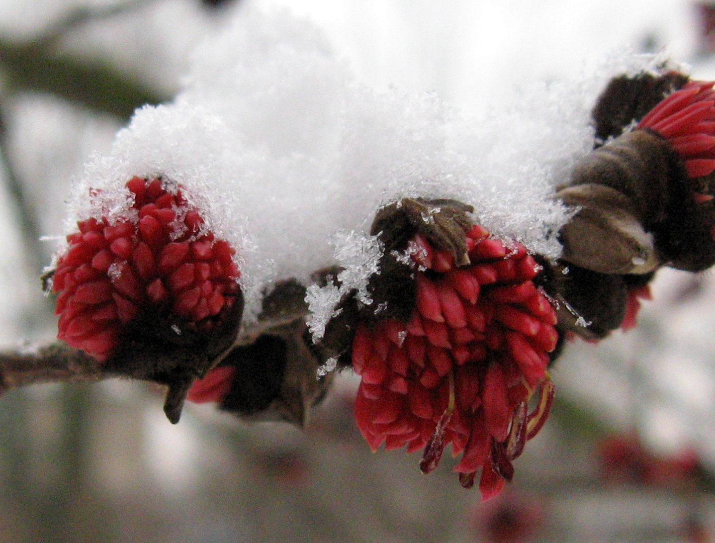 Eisenholzbaum im Schnee