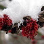 Eisenholzbaum im Schnee