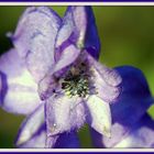 Eisenhut (Aconitum)