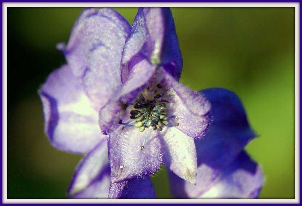 Eisenhut (Aconitum)