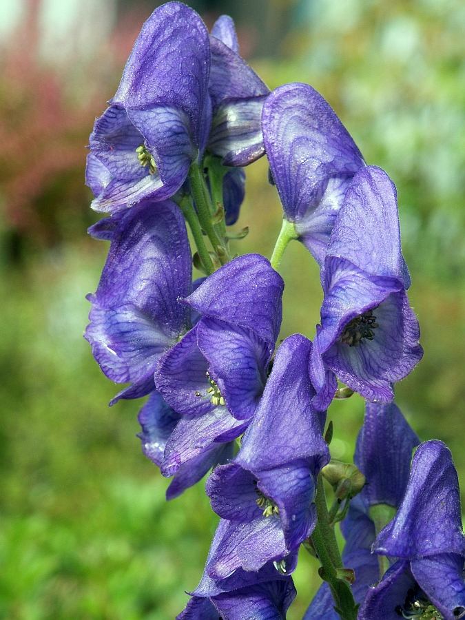 Eisenhut (Aconitum carmichaelii)