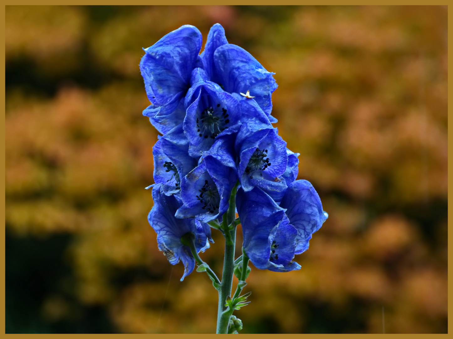 Eisenhut (Aconitum napellus)