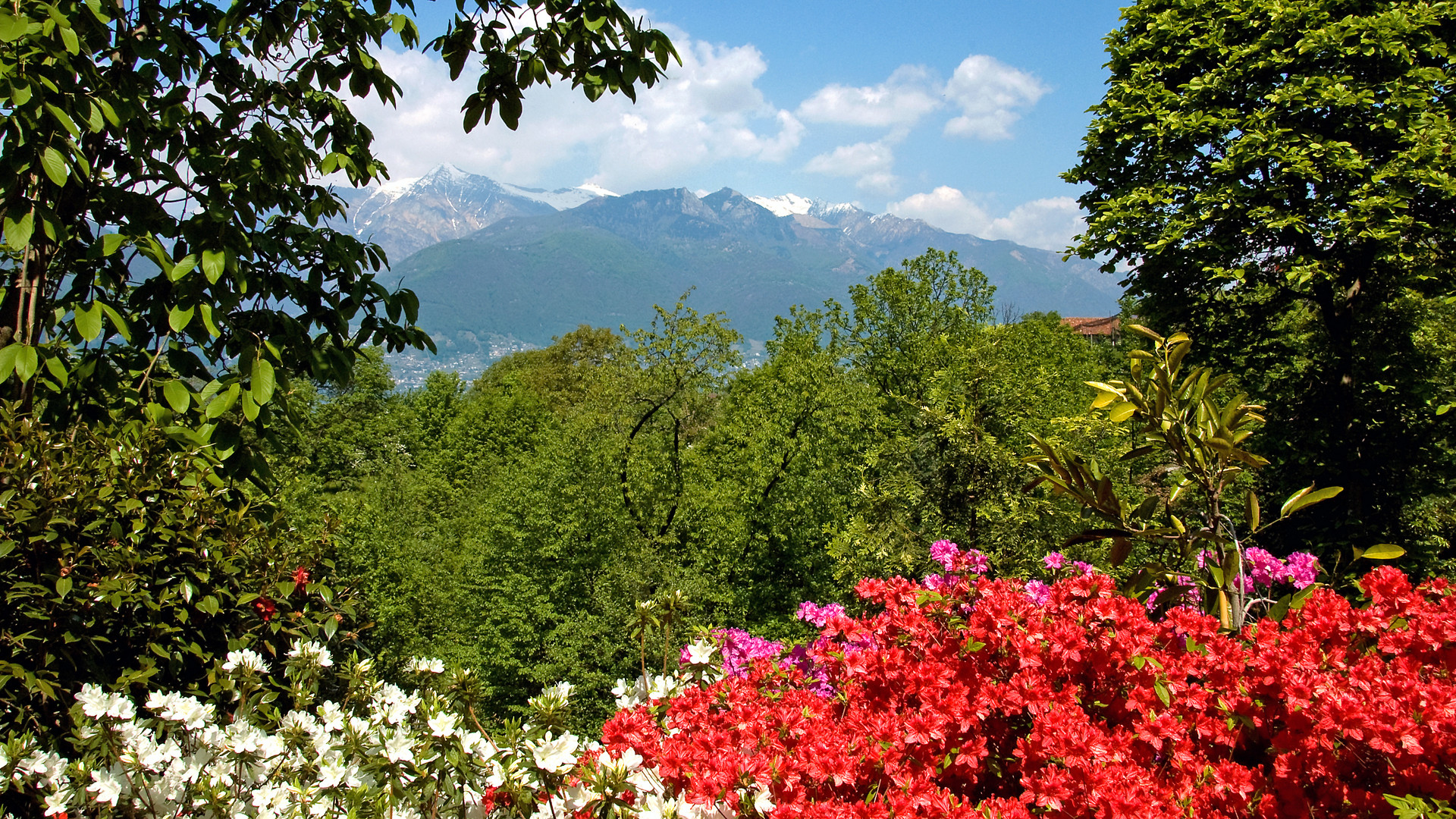 Eisenhut Botanischer Garten Magadino CH