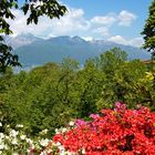 Eisenhut Botanischer Garten Magadino CH