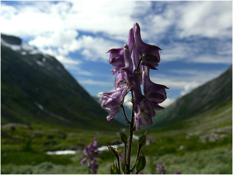 Eisenhut im Strynefjell