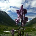 Eisenhut im Strynefjell