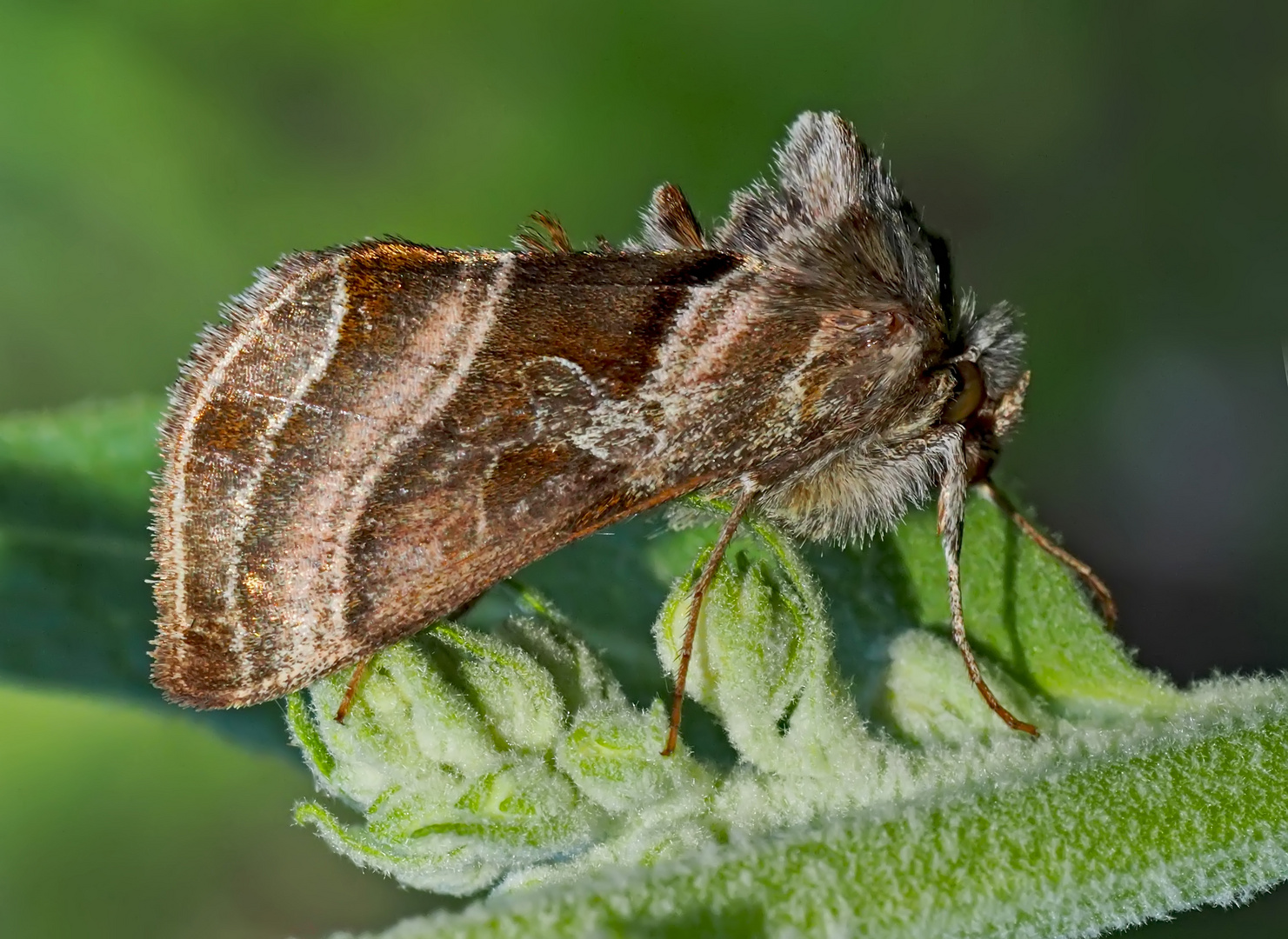 Eisenhut-Metalleule, Eisenhut-Höckereule (Euchalcia variabilis) - Plusie illustre.