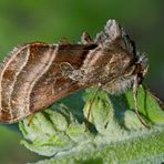 Eisenhut-Metalleule, Eisenhut-Höckereule (Euchalcia variabilis) - Plusie illustre.