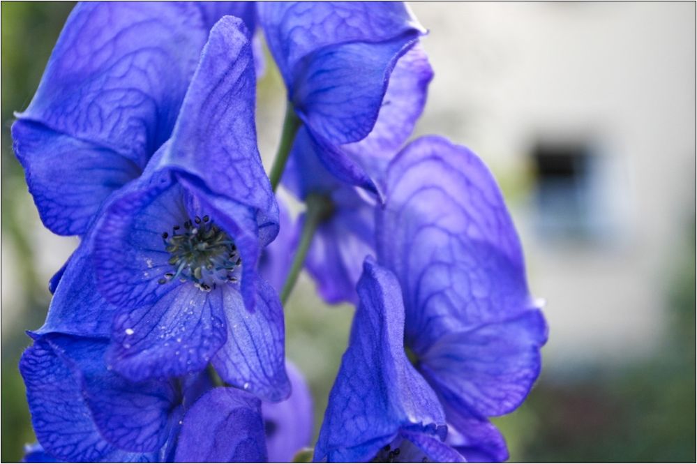 Eisenhut Sommerblüte